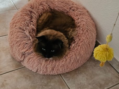 FIP-Fighter Sammy im Bett